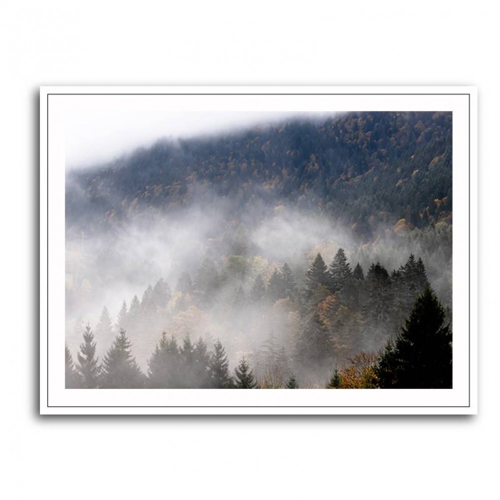 Foggy Woods 9 Wall Art