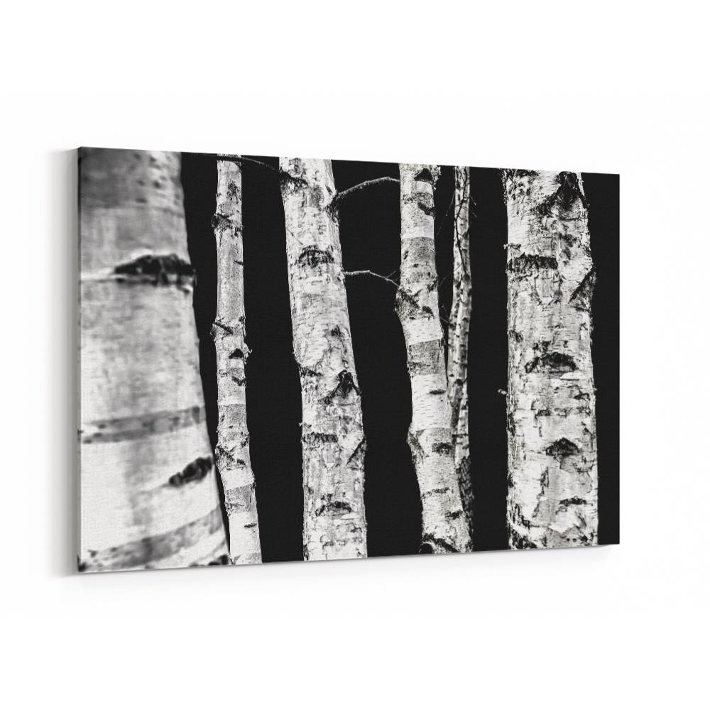 Birch Trees Wall Art