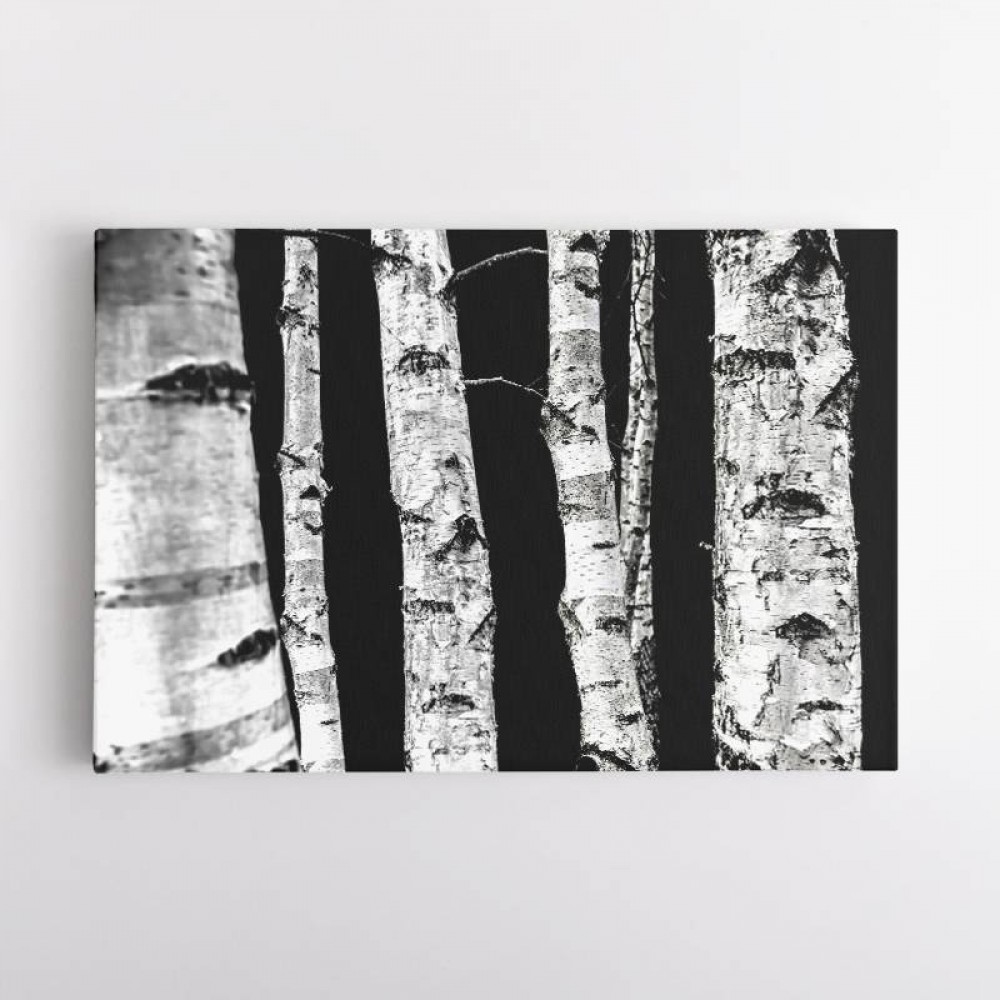 Birch Trees Wall Art