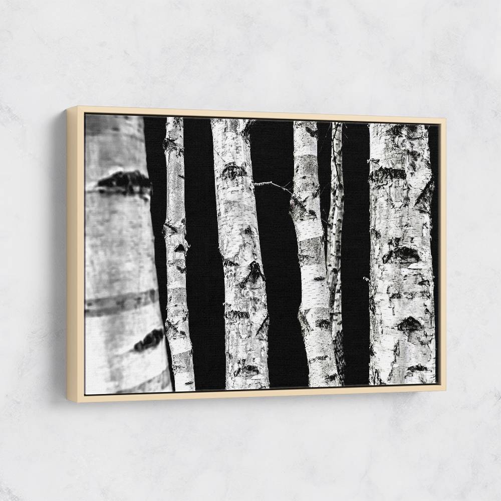 Birch Trees Wall Art