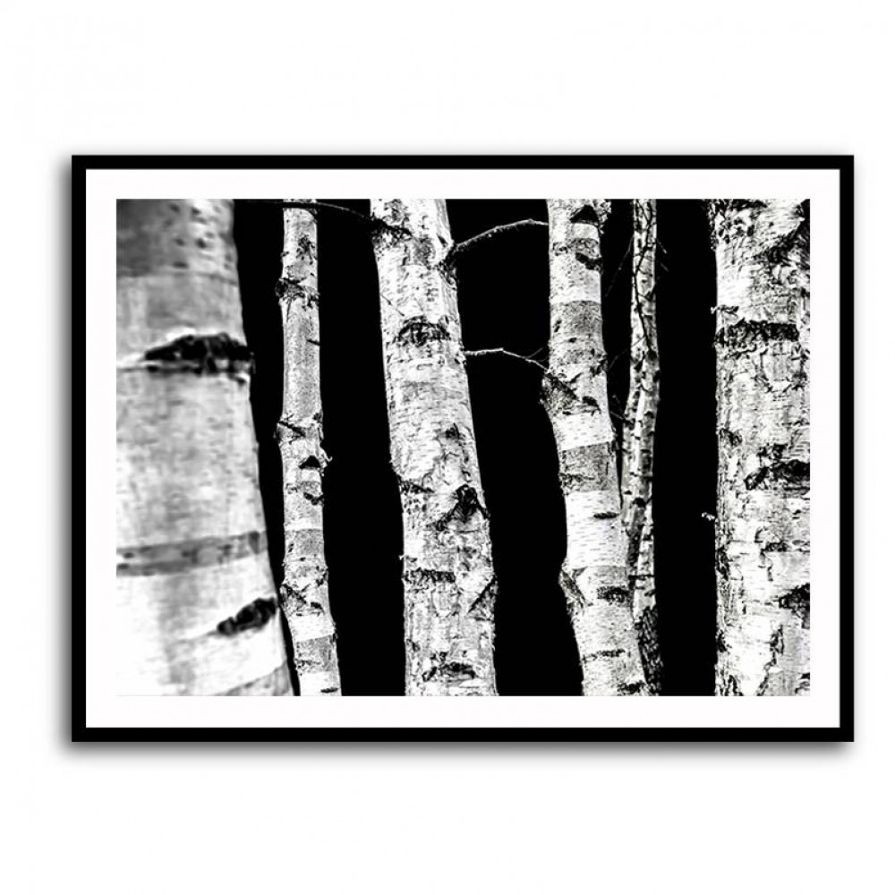 Birch Trees Wall Art