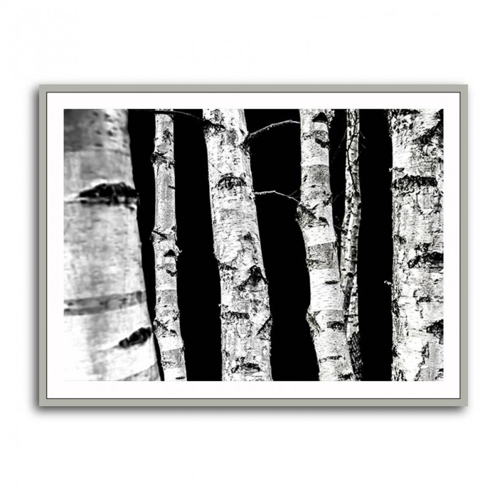 Birch Trees Wall Art