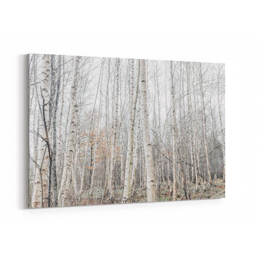 Birch Trees 9 Wall Art