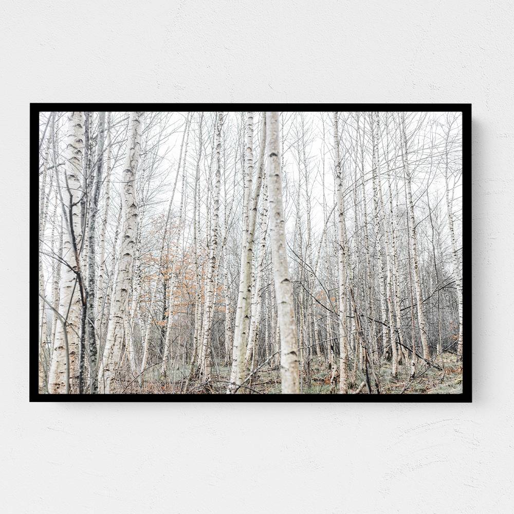 Birch Trees 9 Wall Art