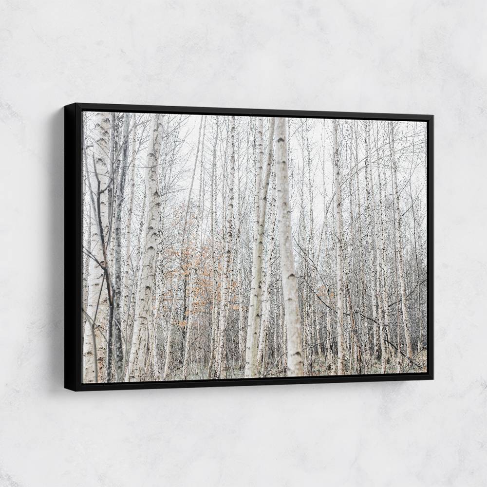 Birch Trees 9 Wall Art