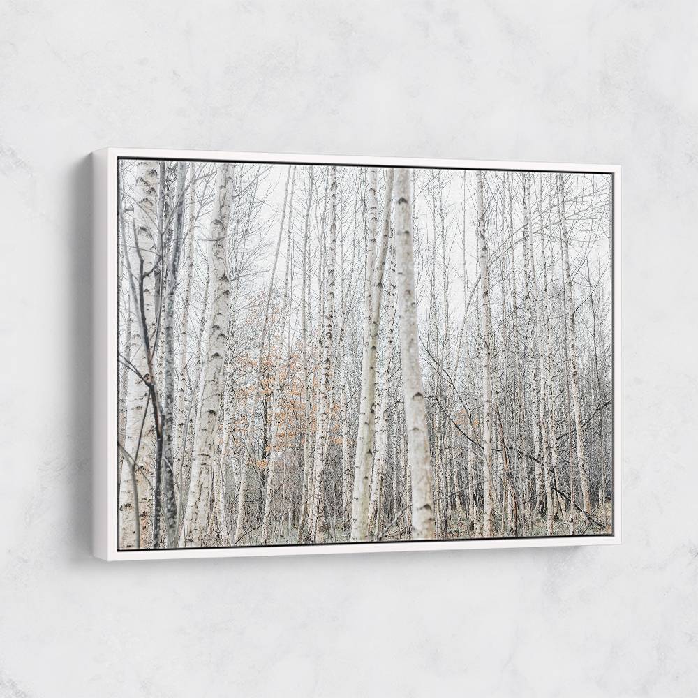 Birch Trees 9 Wall Art