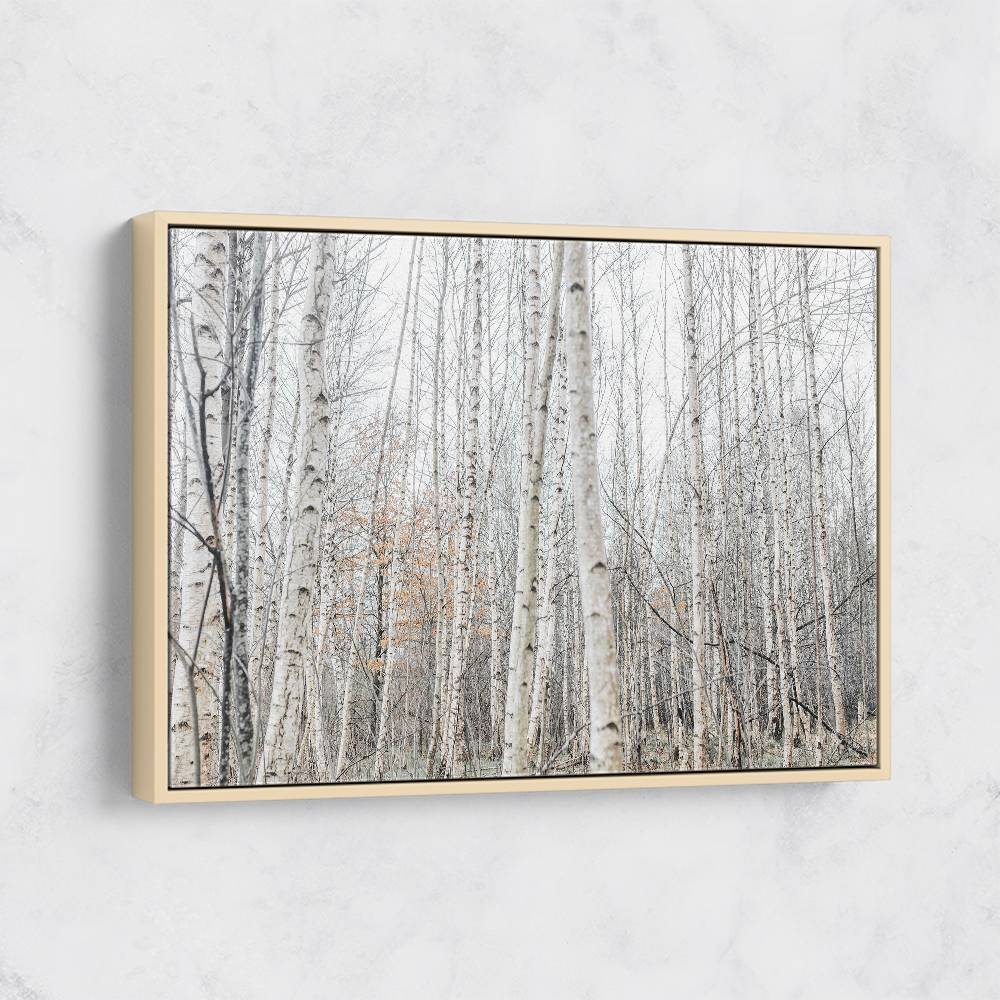 Birch Trees 9 Wall Art