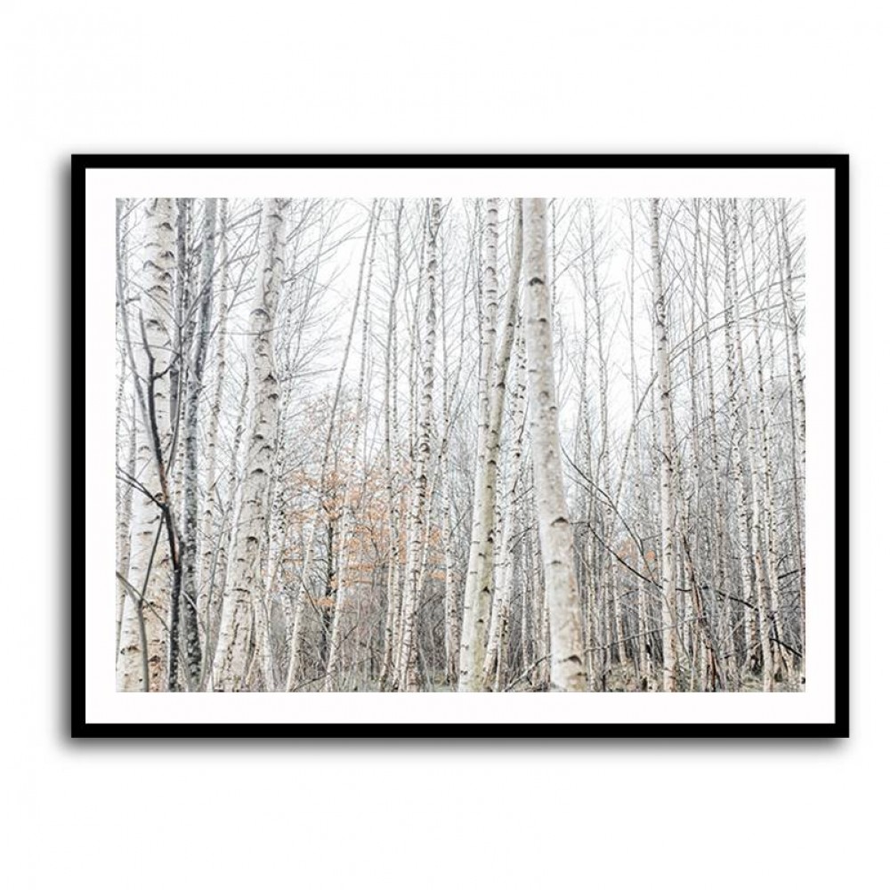 Birch Trees 9 Wall Art