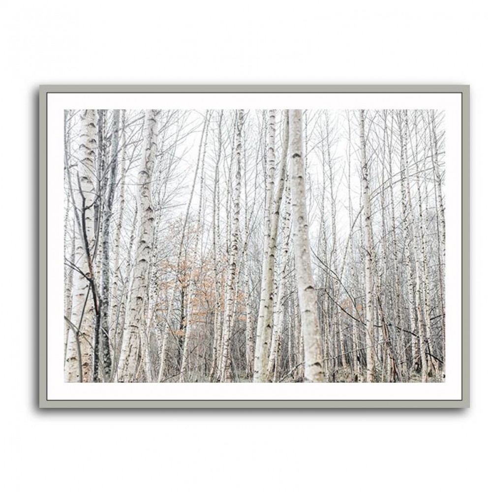 Birch Trees 9 Wall Art