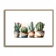 Brown Shades Cactus