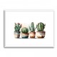 Brown Shades Cactus