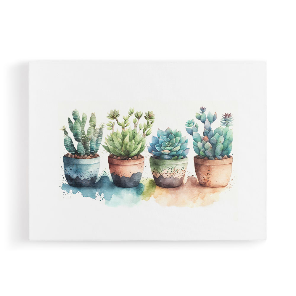 Colorful Succulents