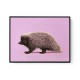 Porcupine Pink