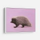 Porcupine Pink