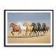 Arabian Horses Galloping